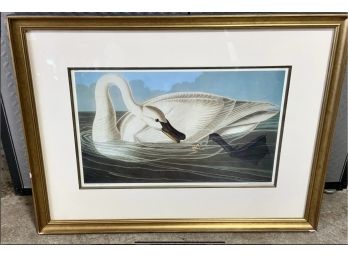 J. J. AUDUBON ~ Engraved Printed & Coloured By  R. HAVELL, 1838 ~ Trumpeter Swan