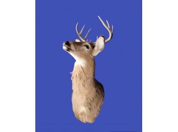 Neck Mount Style Deer Head. Taxidermy. - - - - - - - - - - - - - - - - - - - - - - - - - - - Loc: AG