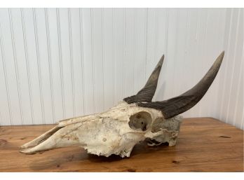 Vintage Antelope Skull