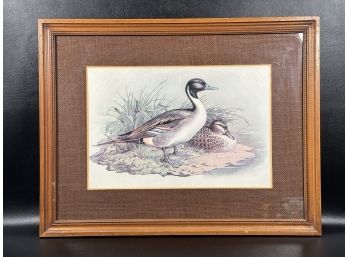 Arthur A. Kaplan Co., Vintage Lithograph, Northern Pintail Ducks
