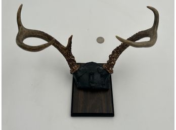 Vintage Mounted Taxidermy Deer Rack