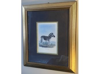 Framed Print Of A Zebra