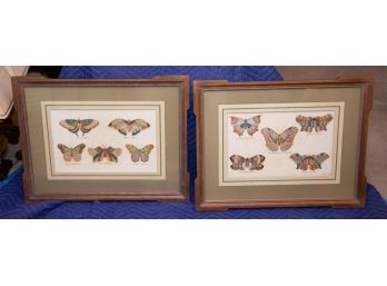 Pair Antique Biological Prints - Butterflies