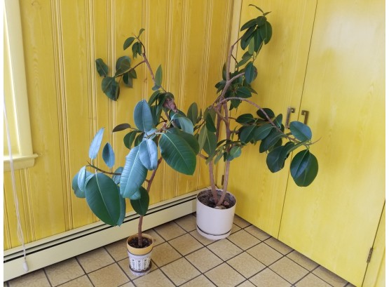 2 Live Potted Rubber Tree Plants