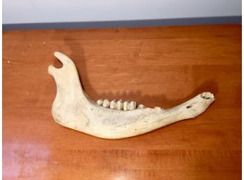 Jawbone Of Some Large Carnivorous Animal