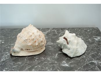 Two Conch Shell Specimens