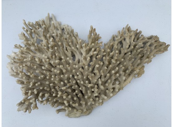 Natural Coral Decorative Piece