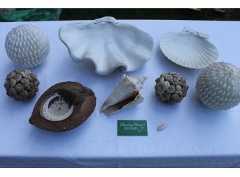 Great Collection Of Clam Shells, Conch Shell, Coconut Shell & More