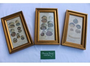 Set Of Three Gold Framed Zoologia Conchchiliologia From H K Antiqued Collection