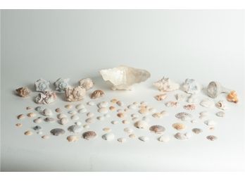 Extensive Seashell Collection
