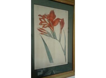 Antique 1790 Hand Embelished Botanical Etching By W Curtis St Georges Crescent No. 135