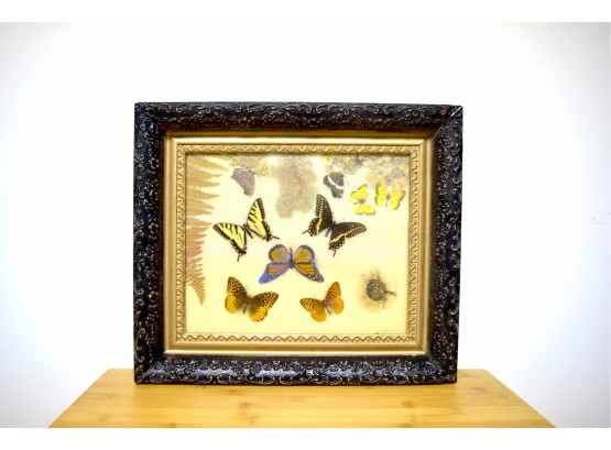 Beautifully Framed Butterflies