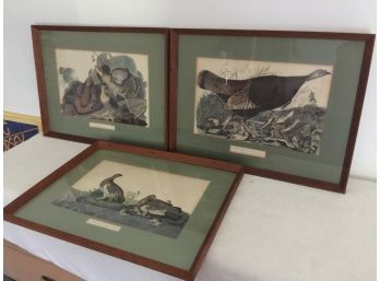 3  Prints  Of Wild Turkey And Ptarmigan And Ruffed Grouse