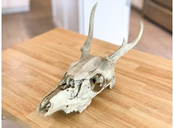 Animal Skull With Horns