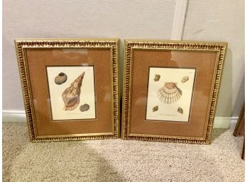 2 Nice Shell Pictures ~ 13”X15” ~ Awesome Frames