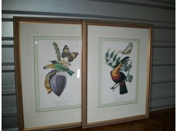 Set Of Four Decorator Aviary / Bird Prints  - Nicely Framed - Ready To Hang !