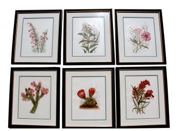 Set Of Six Framed Botanicals