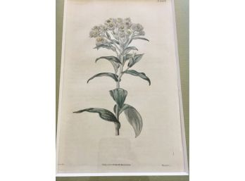Antique Botanical Plate ' Palladieum'