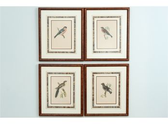 Four Framed Audubon Style Bird Prints