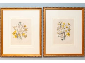 Naturalist Style Botanical Prints Of Daffodils & Narcissus
