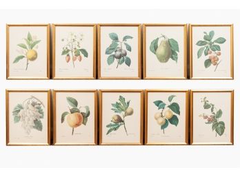 Collection Of Ten Fruit Themed Naturalist Prints