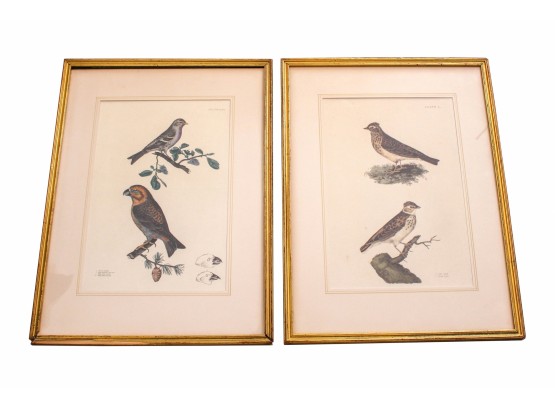 Pair Of Bird Paintings In Gold Painted Frame