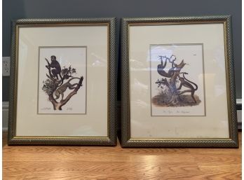 Pair Of Custom Framed Vintage Monkey Prints