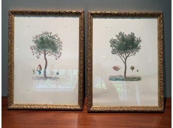 Vintage Custom Framed Engravings Of Trees