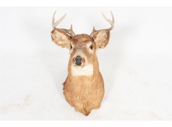 Taxidermy Stag's Head