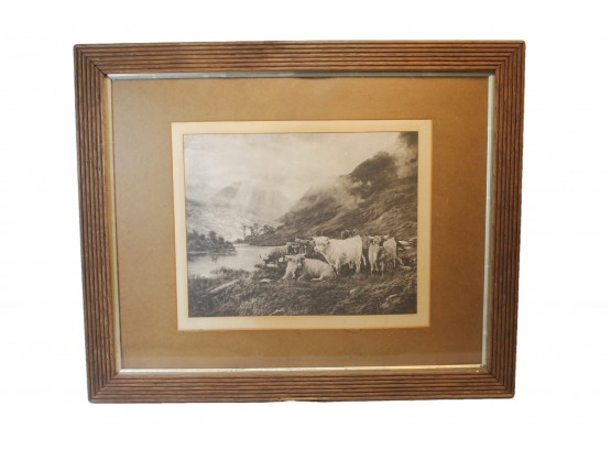 Vintage Framed Black & White Print Of Cattle Resting By River