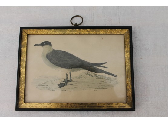 Antique Print Arctic Tern Framed