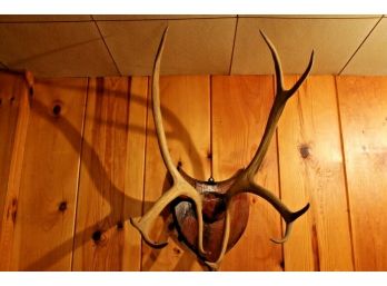 Vintage 11 Point Whitetail? Deer Antlers Taxidermy With Shield Mount
