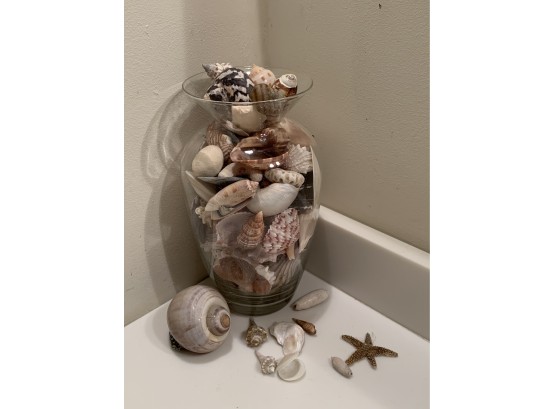 Large Vase Of Shells