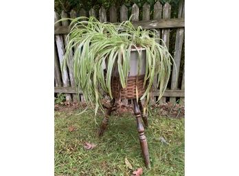 Three Legged Plant Stand With Spider Plant