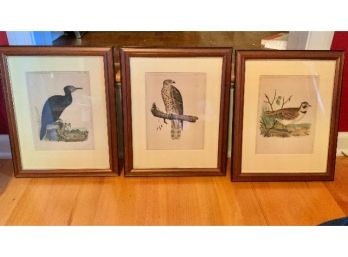 3 Framed Bird Lithographs