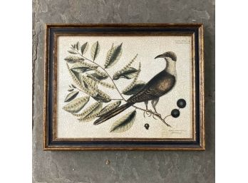 Framed Print 'The Cuckow Of Carolina' After Mark Catesbury 1754 Etching Of That