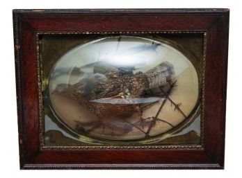 Taxidermy Pheasant Mounted Under Glass  - Wood Frame