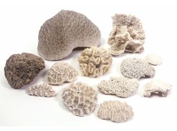 Collection Of Coral