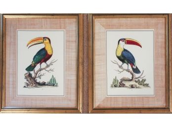 Pair Of George Edwards 'The Toco Toucan' And 'The Bill Bird' Framed Art Prints
