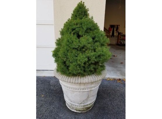 Rustic Cast Stone Planter With Large Live Fir Tree (B)