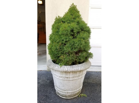 Rustic Cast Stone Planter With Large Live Fir Tree (A)