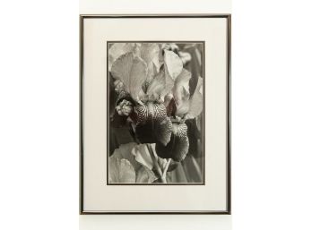 Black & White Photograph 'Iris' By Betty Pia