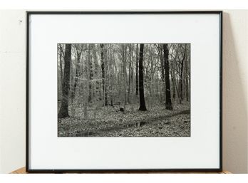 Framed Black & White Photograph Of Winter Trees