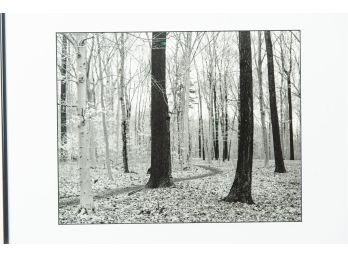 Framed Black & White Photograph Of Winter Trees