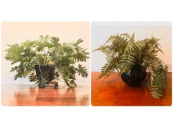 Live Indoor Plant With Finished Rolling Wooden Stand And Artificial Plant In Large Spherical Floor Pot