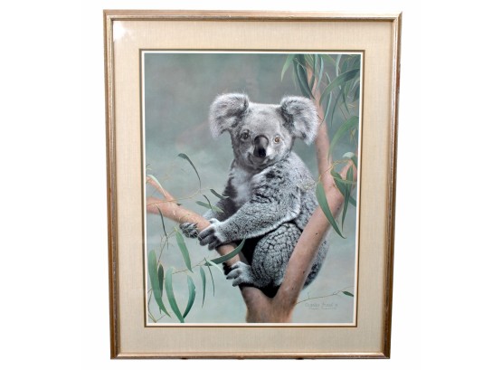 Limited Edition Koala Print By Charles Frace - Signed And Numbered #679 - Wildlife Gallery Stamford, CT