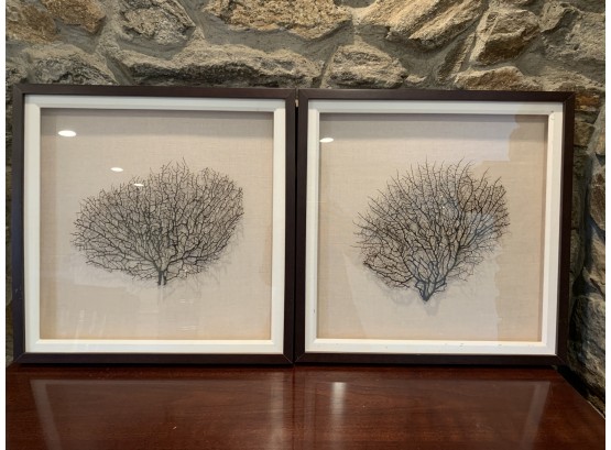 Pair Of Framed Sea Branches In Shadow Boxes