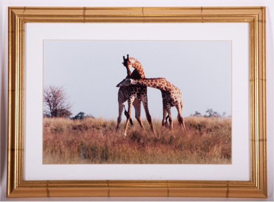 Framed Photograph Of Two Giraffes