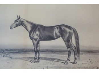 Charles Taber & Co. (American, 19th Century) Horse In A Landscape Offset Print Dated 1892