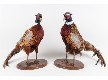 Pair Of Taxidermy Pheasants